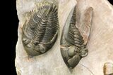 Zlichovaspis & Metacanthina Trilobites - Lghaft, Morocco #153903-11